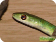 Philothamnus heterolepidotus