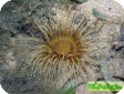 Ceriantharia varia 
