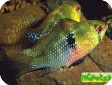 Microgeophagus ramirezi