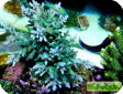 Acropora sp. 