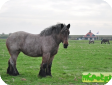 Голландская ломовая, Брабсон (Dutch Draft)