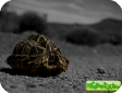 Psammobates geometricus (Геометрическая) 