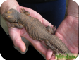 Uromastyx acanthinura