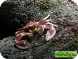 Neopetrolisthes maculatus (Petrolisthes maculatus) 