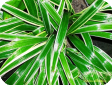 Chlorophytum