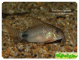 Corydoras caudimaculatus