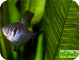 Hyphessobrycon megalopterus (Megalamphodus megalopterus)