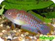 Tateurndina ocellicauda