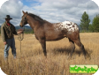 Аппалуза (Appaloosa)