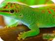 Phelsuma
