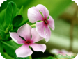 Catharanthus