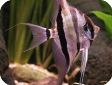 Pterophyllum altum