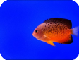 Centropyge ferrugata 