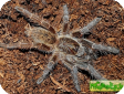 Ceratogyrus meridionalis