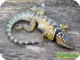 Sceloporus cyanogenys