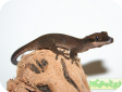 Rhacodactylus sarasinorum