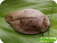 Gyna lurida