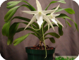 Angraecum