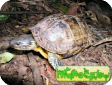 Rhinoclemmys annulata (Коричневая лесная) 