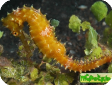 Hippocampus hystrix 