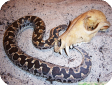 Gongylophis conicus