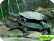 Phrynops geoffroanus (Жабоголовая бурая, Светлокрайняя змеиношейная, Черепаха Джофри бокошейная)