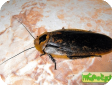 Archimandrita tesselata 