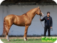 Донская (The Don Horse) 