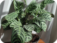 Calathea