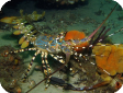 Panulirus ornatus 