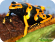 Dendrobates leucomelas