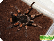Megaphobema mesomelas 