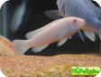 Pseudotropheus fainzilberi var. albino
