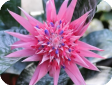 Aechmea