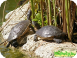 Trachemys stejnegeri (Багамская украшенная) 