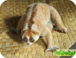 Nycticebus coucang (Большой толстый лори) 
