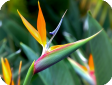 Strelitzia