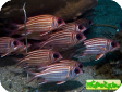 Sargocentron cornutum 
