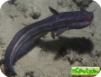 Plotosus lineatus 