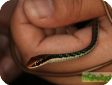 Dendrelaphis pictus