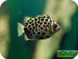 Scatophagus argus