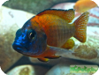 Aulonocara nyassae