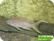 Neolamprologus gracilis