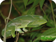 Chamaeleo deremensis 