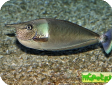 Naso brevirostris 