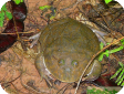 Lepidobatrachus laevis