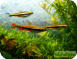 Nannostomus beckfordi