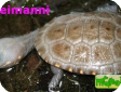 Chelodina reimanni 
