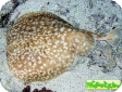 Torpedo sinuspersici 