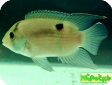 Cleithracara maronii